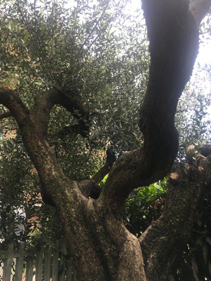 דירות Ciriè L'Ulivo מראה חיצוני תמונה
