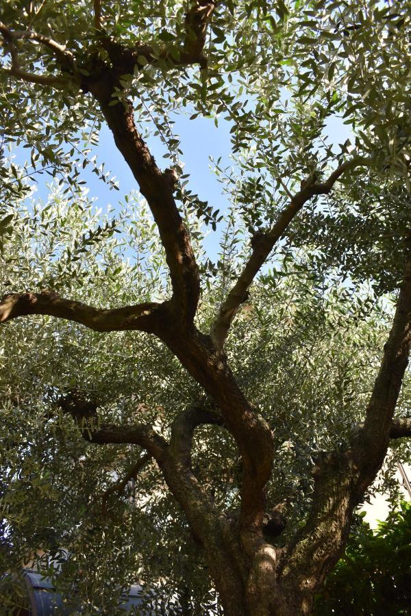 דירות Ciriè L'Ulivo מראה חיצוני תמונה